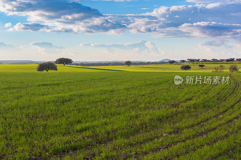 Dehesa de Extremadura的农田